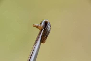 Cımbız üzerinde sülük. Kan emici hayvan. Kemer-türü sınıfından ringworms alt sınıfı. Hirudotherapy.