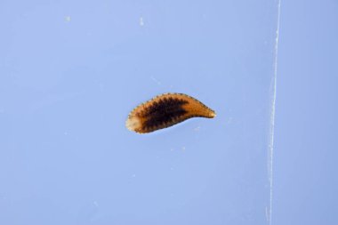 Cama sülük. Kan emici hayvan. Kemer-türü sınıfından ringworms alt sınıfı. Hirudotherapy.