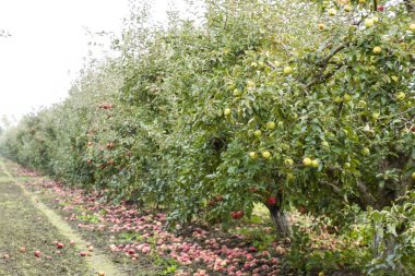Elma bahçesi. Ağaçlar ve ağaçların altındaki toprağın meyveleri..