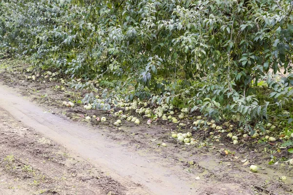 Elma bahçesi. Ağaçlar ve ağaçların altındaki toprağın meyveleri..