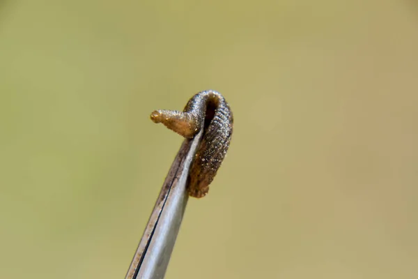 ピンセットにリーチします 吸血動物 ベルト式クラスから Ringworms のサブクラス Hirudotherapy — ストック写真