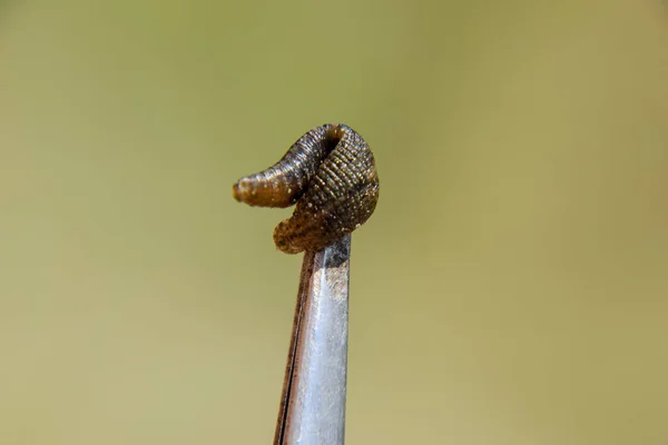 水蛭在镊子上 吸血动物 Ringworms 的子类 Hirudotherapy — 图库照片