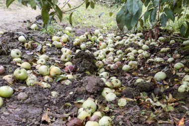 Elma bahçesi. Ağaçlar ve ağaçların altındaki toprağın meyveleri..