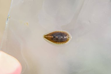 Cama sülük. Kan emici hayvan. Kemer-türü sınıfından ringworms alt sınıfı. Hirudotherapy.