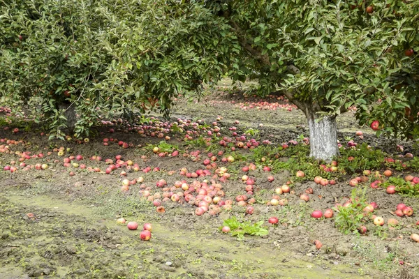 Appelboomgaard Rijen Van Bomen Vruchten Van Grond Onder Bomen — Stockfoto