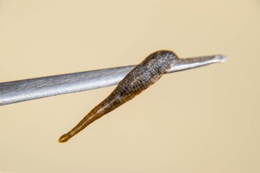 Cımbız üzerinde sülük. Kan emici hayvan. Kemer-türü sınıfından ringworms alt sınıfı. Hirudotherapy.