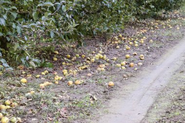 Elma bahçesi. Ağaçlar ve ağaçların altındaki toprağın meyveleri..