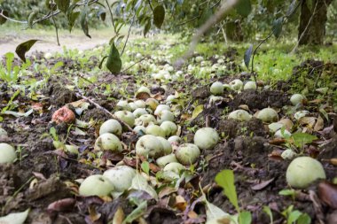 Elma bahçesi. Ağaçlar ve ağaçların altındaki toprağın meyveleri..