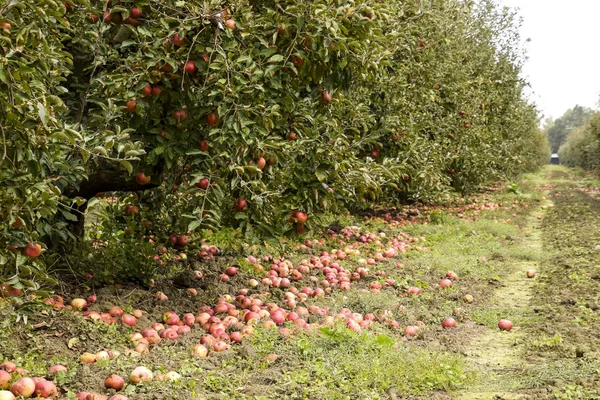 Elma bahçesi. Ağaçlar ve ağaçların altındaki toprağın meyveleri..