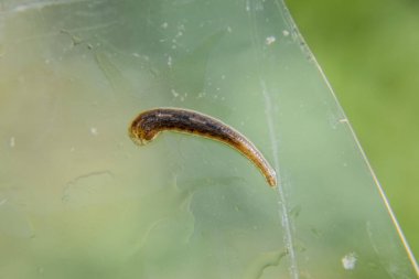 Cama sülük. Kan emici hayvan. Kemer-türü sınıfından ringworms alt sınıfı. Hirudotherapy.