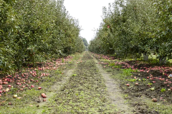 Elma bahçesi. Ağaçlar ve ağaçların altındaki toprağın meyveleri..
