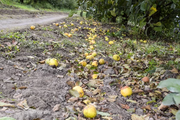 Elma bahçesi. Ağaçlar ve ağaçların altındaki toprağın meyveleri..