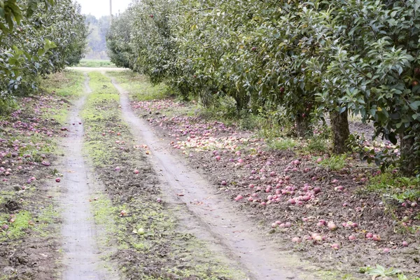 Elma bahçesi. Ağaçlar ve ağaçların altındaki toprağın meyveleri..