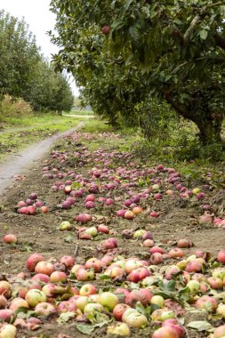 Elma bahçesi. Ağaçlar ve ağaçların altındaki toprağın meyveleri..