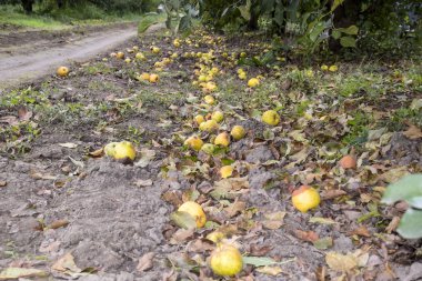 Elma bahçesi. Ağaçlar ve ağaçların altındaki toprağın meyveleri..