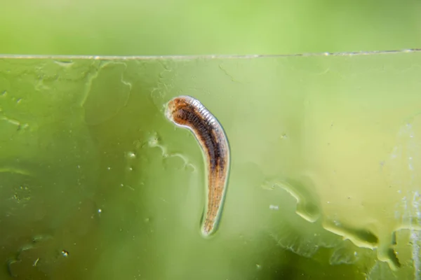 ガラスにリーチします 吸血動物 ベルト式クラスから Ringworms のサブクラス Hirudotherapy — ストック写真