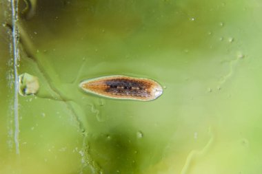 Cama sülük. Kan emici hayvan. Kemer-türü sınıfından ringworms alt sınıfı. Hirudotherapy.