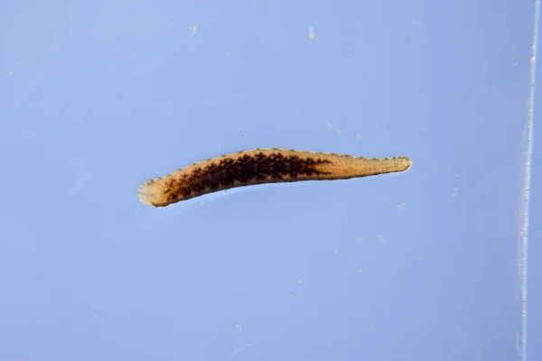 水蛭在玻璃上 吸血动物 Ringworms 的子类 Hirudotherapy — 图库照片
