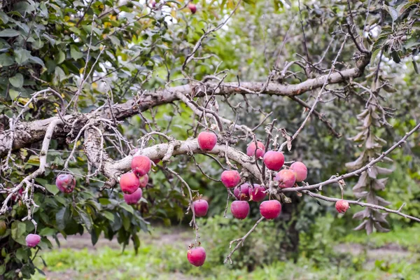 Apple Gyümölcsöskert Fák Sora Föld Gyümölcse Fák Alatt — Stock Fotó