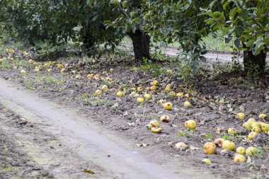 Elma bahçesi. Ağaçlar ve ağaçların altındaki toprağın meyveleri..