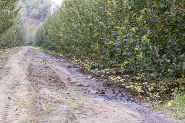 Elma bahçesi. Ağaçlar ve ağaçların altındaki toprağın meyveleri..
