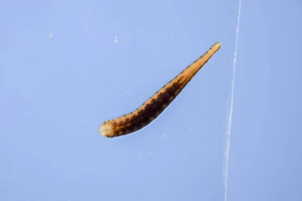 Pijavice Skle Krvežíznivých Zvíře Podtřída Ringworms Třídy Typ Pásu Hirudoterapii — Stock fotografie