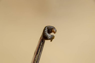 Cımbız üzerinde sülük. Kan emici hayvan. Kemer-türü sınıfından ringworms alt sınıfı. Hirudotherapy.