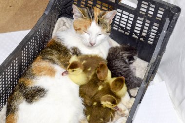 Cat foster mother for the ducklings. Cat in a basket with kitten and receiving musk duck ducklings. clipart