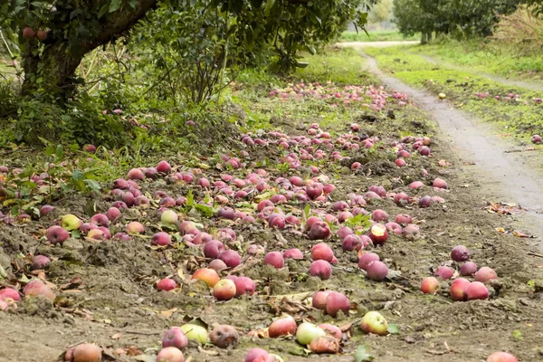Elma bahçesi. Ağaçlar ve ağaçların altındaki toprağın meyveleri..