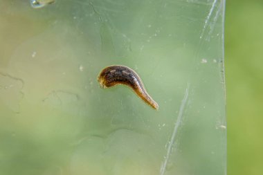 Cama sülük. Kan emici hayvan. Kemer-türü sınıfından ringworms alt sınıfı. Hirudotherapy.