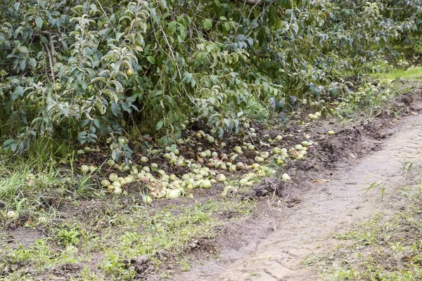 Elma bahçesi. Ağaçlar ve ağaçların altındaki toprağın meyveleri..