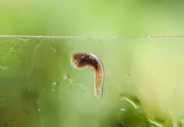 Pijavice Skle Krvežíznivých Zvíře Podtřída Ringworms Třídy Typ Pásu Hirudoterapii — Stock fotografie