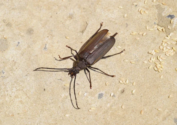 Escarabajo Ladra Escarabajo Imago Insecto Escarabajo Con Antenas Largas — Foto de Stock