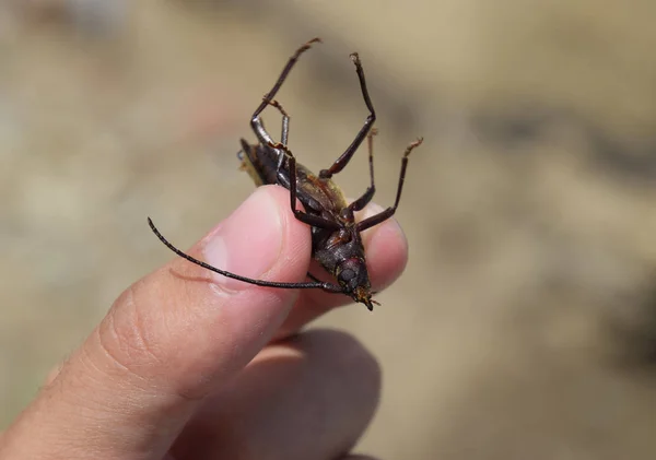 Scarabeo Corteccia Scarabeo Immagina Insetto Scarabeo Con Antenne Lunghe — Foto Stock