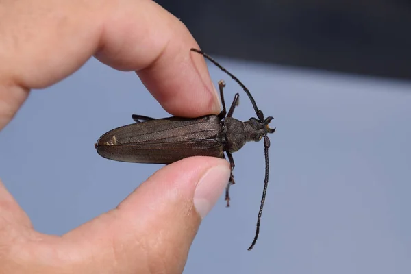 Beetle Kora Dębowa Imago Owadów Chrząszcz Długiej Anteny — Zdjęcie stockowe