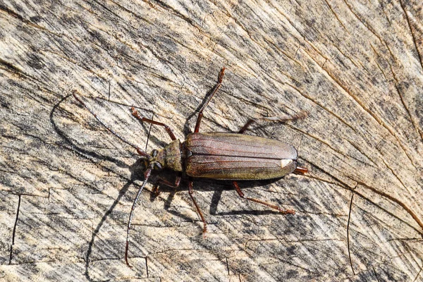 甲虫树皮甲虫 昆虫的意象 长触角甲虫 — 图库照片
