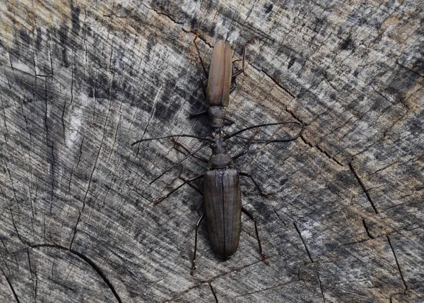 Escarabajo Ladra Escarabajo Imago Insecto Escarabajo Con Antenas Largas — Foto de Stock