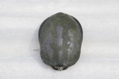 Kaplumbağa kabuğu'nda sakladı ve bunun dışında yapışmaz. Ilıman enlemlerde sıradan nehir kaplumbağa. Kaplumbağa antik bir sürüngen olduğunu