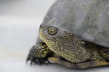 Ilıman enlemlerde sıradan nehir kaplumbağa. Kaplumbağa antik bir sürüngen olduğunu