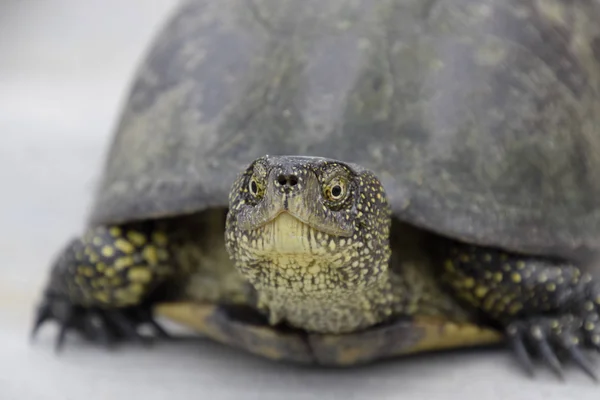 Tartaruga de rio comum de latitudes temperadas. A tartaruga é um antigo réptil . — Fotografia de Stock