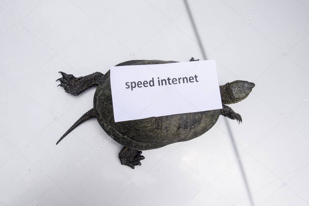 Internet speed. A bad internet symbol. Low download speed. Slow internet. Ordinary river tortoise of temperate latitudes. The tortoise is an ancient reptile