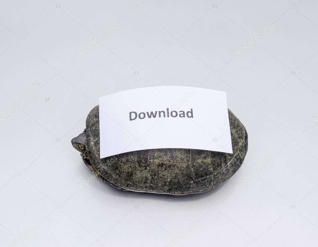 Download. A bad internet symbol. Low download speed. Slow internet. Ordinary river tortoise of temperate latitudes. The tortoise is an ancient reptile