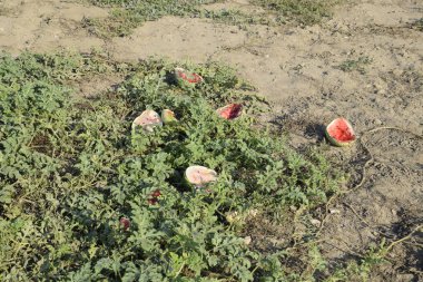 Terk edilmiş bir karpuz ve karpuz tarlası. Çürük karpuzlar. Karpuz hasadının kalıntıları. Tarlada çürüyen sebzeler
