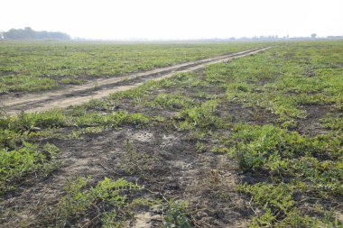 Terk edilmiş bir karpuz ve karpuz tarlası. Çürük karpuzlar. Karpuz hasadının kalıntıları. Tarlada çürüyen sebzeler