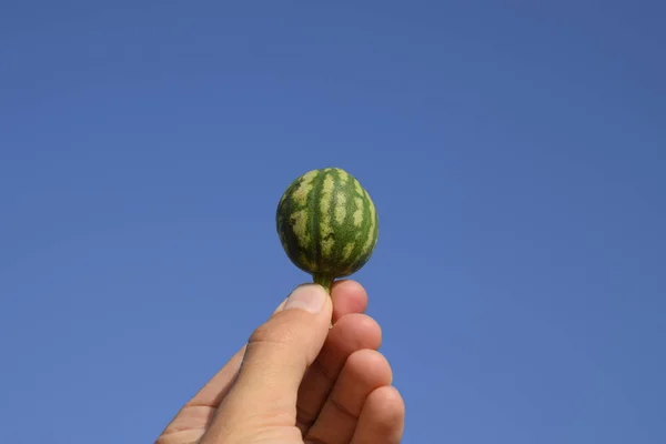 Mavi Gökyüzüne Karşı Elinde Küçük Bir Karpuz — Stok fotoğraf