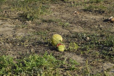Terk edilmiş bir karpuz ve karpuz tarlası. Çürük karpuzlar. Karpuz hasadının kalıntıları. Tarlada çürüyen sebzeler