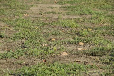 Terk edilmiş bir karpuz ve karpuz tarlası. Çürük karpuzlar. Karpuz hasadının kalıntıları. Tarlada çürüyen sebzeler