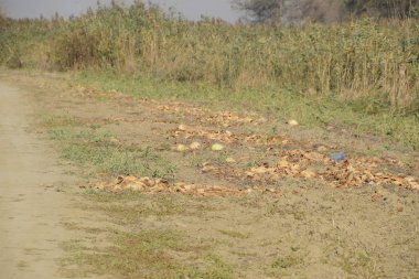 Terk edilmiş bir karpuz ve karpuz tarlası. Çürük karpuzlar. Karpuz hasadının kalıntıları. Tarlada çürüyen sebzeler