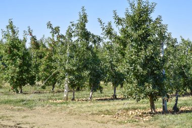 Elma bahçesi. Ağaçlar ve ağaçların altındaki toprağın meyveleri..