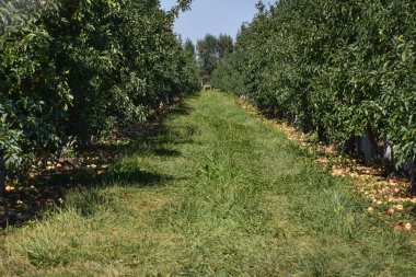 Elma bahçesi. Ağaçlar ve ağaçların altındaki toprağın meyveleri..